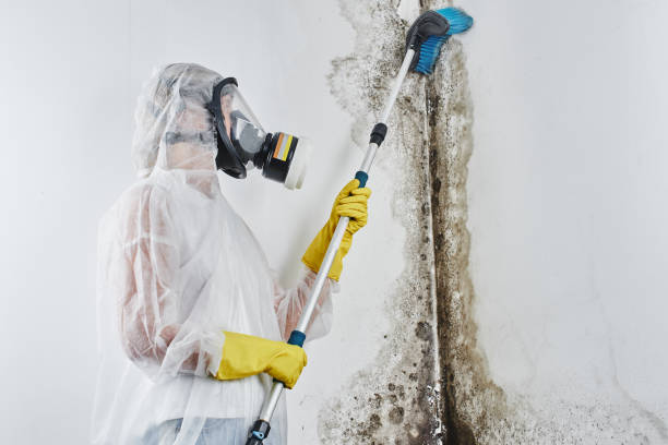 Best Residential Mold Removal  in Fort Rucker, AL