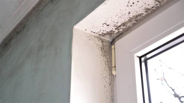Best Commercial Mold Removal  in Fort Rucker, AL