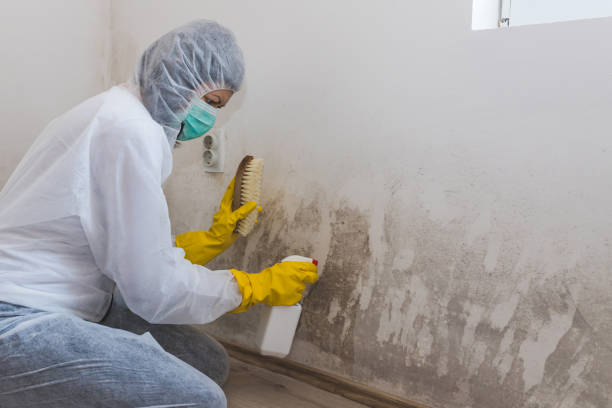 Best Mold Remediation Experts  in Fort Rucker, AL