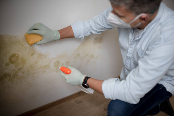 Best Home Mold Removal  in Fort Rucker, AL