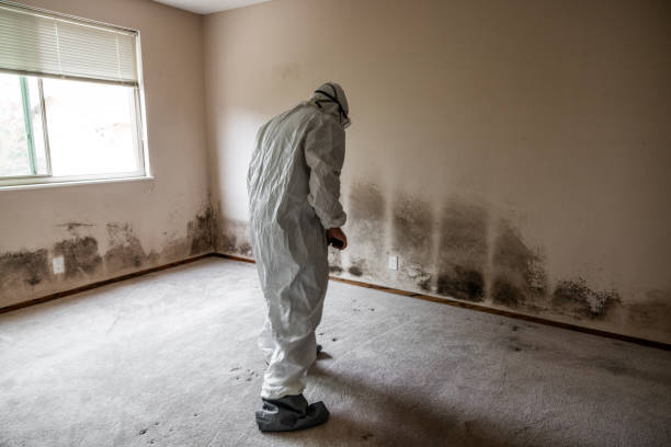 Best Best Mold Removal Companies  in Fort Rucker, AL