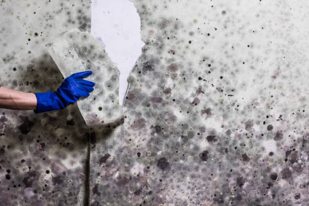 Best Home Mold Removal  in Fort Rucker, AL
